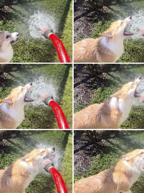 dog with hose
